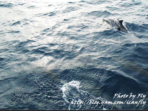 【瘋花蓮】多羅滿賞鯨，海豚來尬船 @我眼睛所看見的世界（Fly&#039;s Blog）