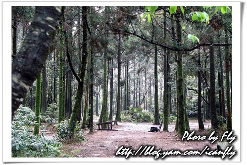 【遊記】婚紗照中的森林《台北陽明山》 @我眼睛所看見的世界（Fly&#039;s Blog）