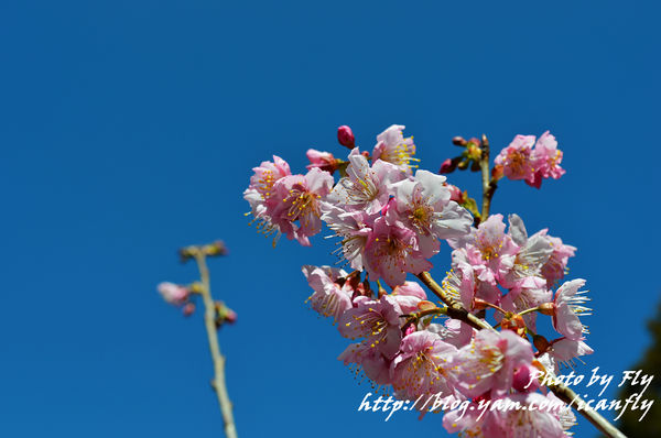 武陵農場賞櫻，詩寫櫻花月（2012） @我眼睛所看見的世界（Fly&#039;s Blog）