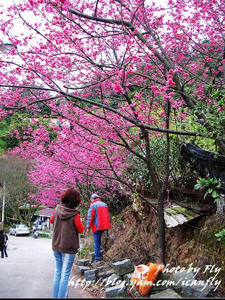 【賞櫻】陽明山櫻花林、陽明公園、中國麗緻 @我眼睛所看見的世界（Fly&#039;s Blog）