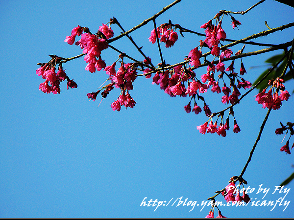 【趴趴走】三芝櫻花季開跑－賞櫻花、拿相框 @我眼睛所看見的世界（Fly&#039;s Blog）