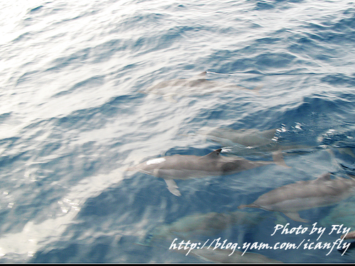 【瘋花蓮】多羅滿賞鯨，海豚來尬船 @我眼睛所看見的世界（Fly&#039;s Blog）