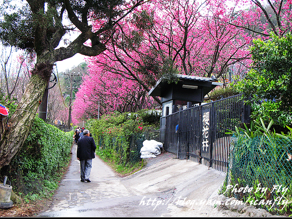 【賞櫻】陽明山櫻花林、陽明公園、中國麗緻 @我眼睛所看見的世界（Fly&#039;s Blog）