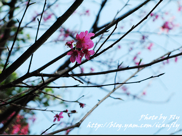 【趴趴走】三芝櫻花季開跑－賞櫻花、拿相框 @我眼睛所看見的世界（Fly&#039;s Blog）