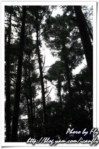 【遊記】婚紗照中的森林《台北陽明山》 @我眼睛所看見的世界（Fly&#039;s Blog）